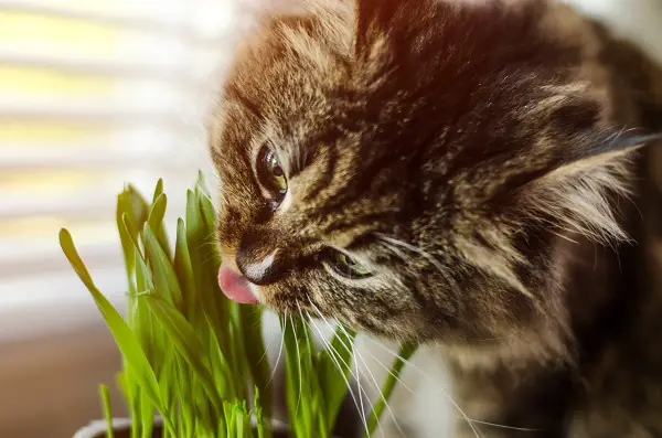 cat trying to eat some grass