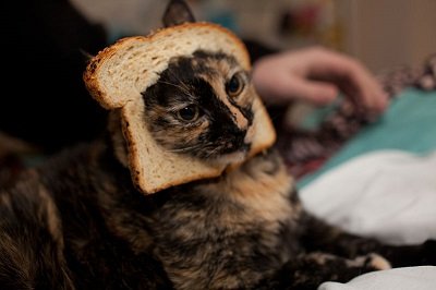 cat with its head poking through a slice of bread
