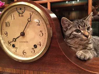 cat sat on clock