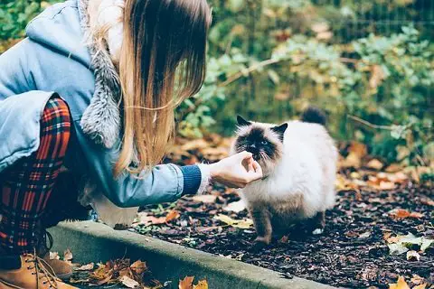 lady feeding a white cat