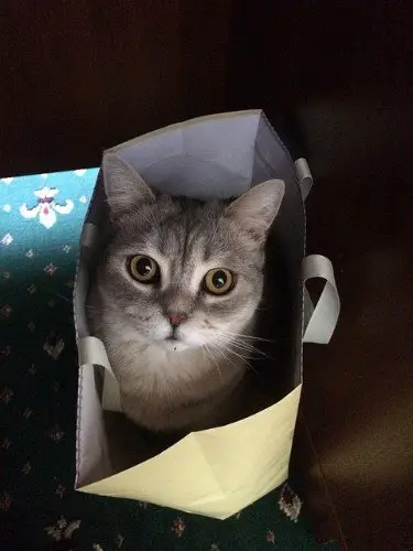 cat in a paper bag - wishing he was in a cat backpack instead