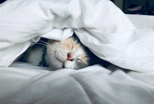 cat comfortably snoozing under a duvet