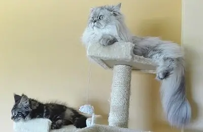 two cats sat in a cat tree