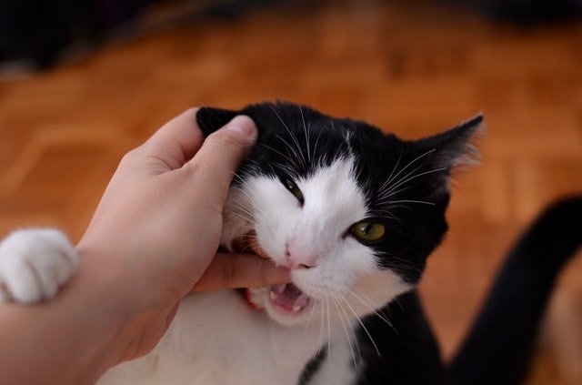 black and white kitten biting a hand