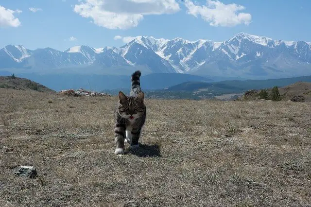 cat exploring the world