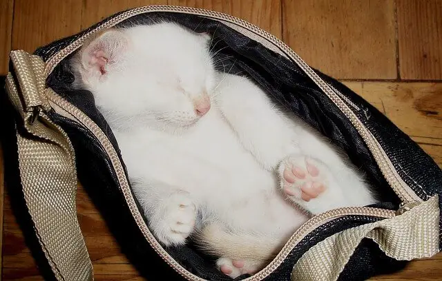 white cat sleeping in a zip bag
