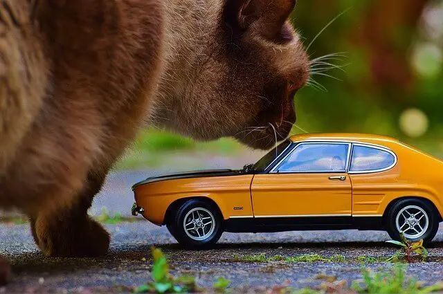 big cat sniffing a small toy car