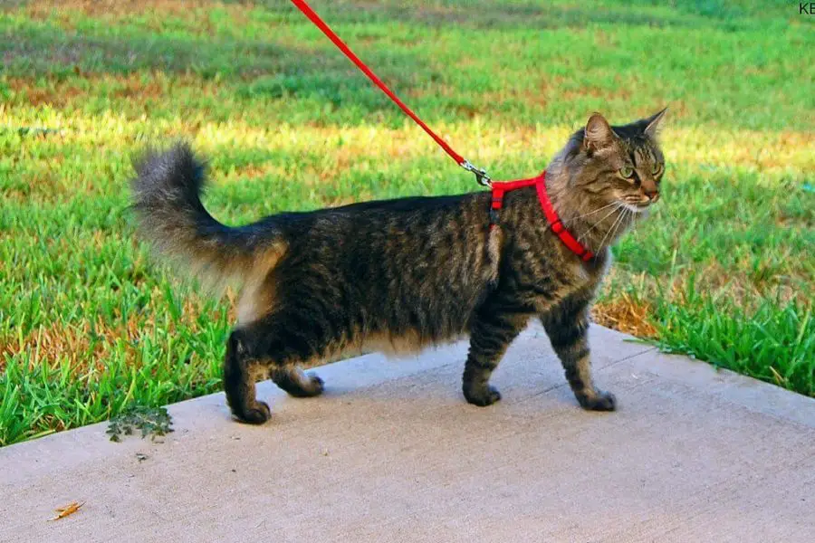 cat wearing a harness going for a walk