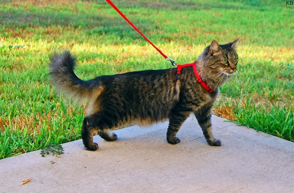 cat wearing a harness going for a walk