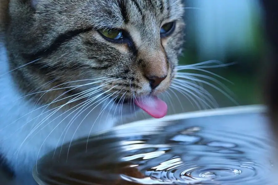 cat getting hydrated