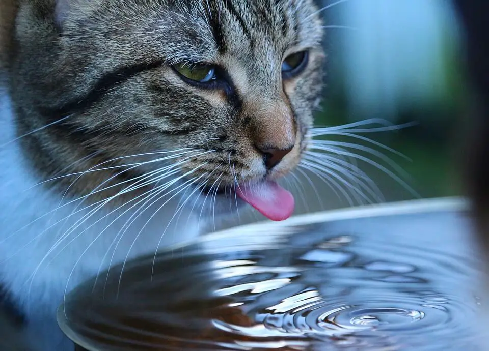 cat getting hydrated