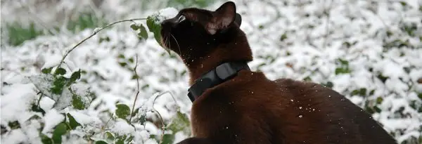cat wearing Pawtracker in the snow sniffs a leaf