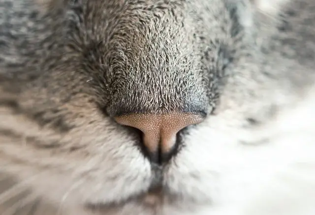 an upclose shot of a cat's nose