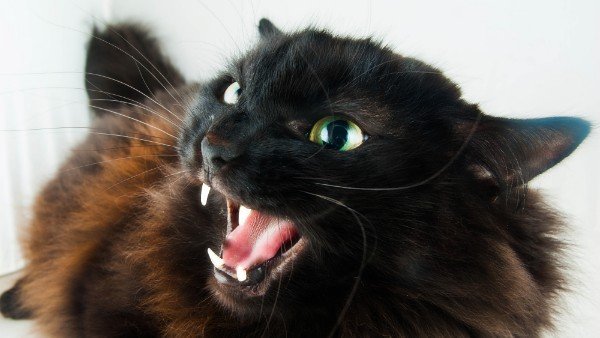 a black cat acting aggressively