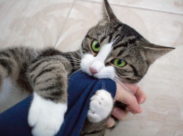 young cat biting someones arm