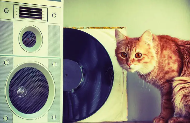 cat listening to old music