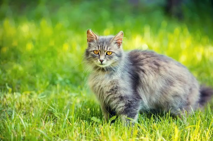 cat on grass