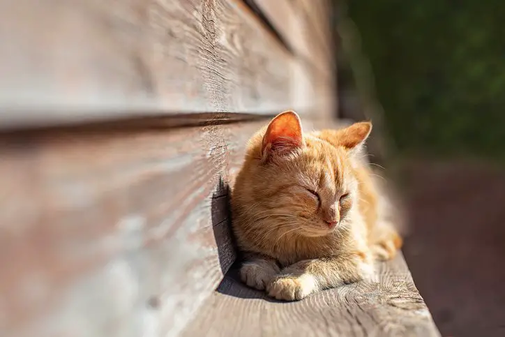 Young ginger kitten lying in the sun