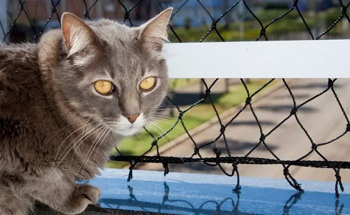 Cat standing by netting