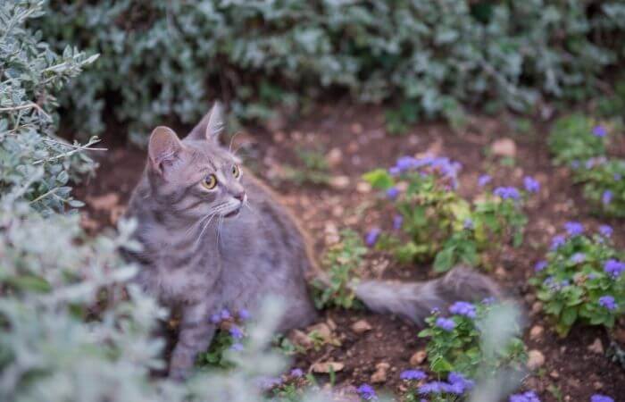 cover soft ground to stop cat pooping on it