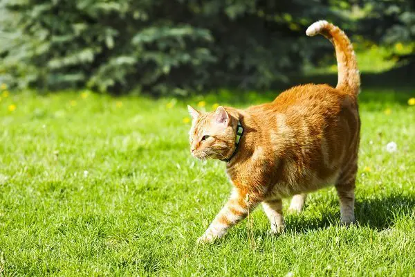 ginger cat in a garden, looking for a place to poop