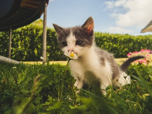 a small kitten in a garden smelling flower