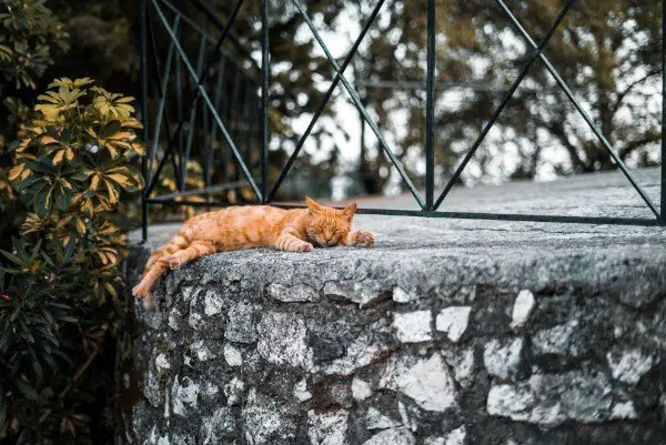 sleeping ginger cat