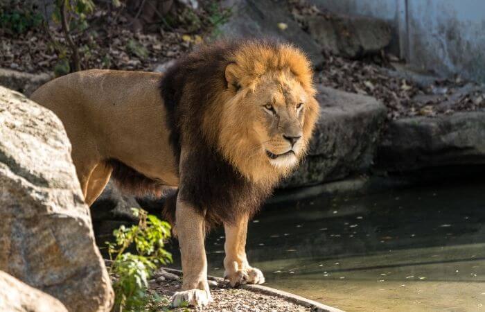 the smell of lion dung can help prevent stop cats pooping in gardens