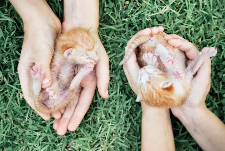 two kittens in hands