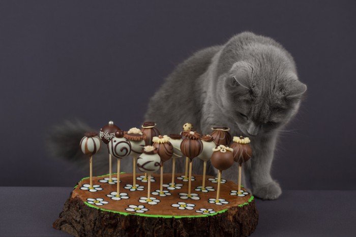 cat looking at an elaborate chocolate cake