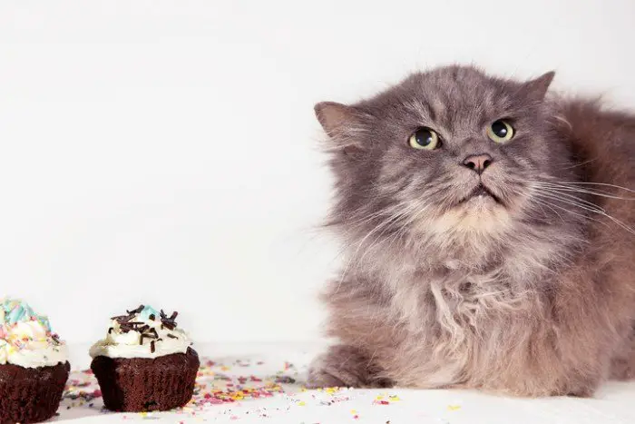 grey cat lying next to chocolate cupcakes