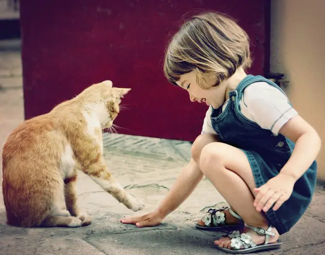 child playing with ginger cat