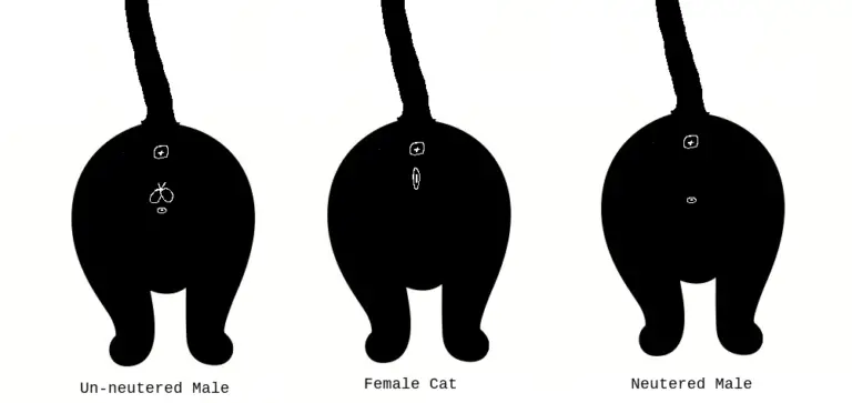 How To Tell The Sex Of A Cat A Cat Sexing Guide Tuxedo Cat 
