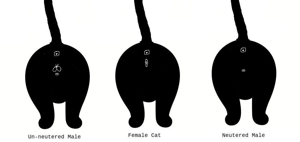 an image showing the differnce in genitals between differences between unneutered male, female, and neutered male cats