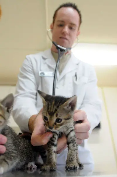 vet inspecting a cat