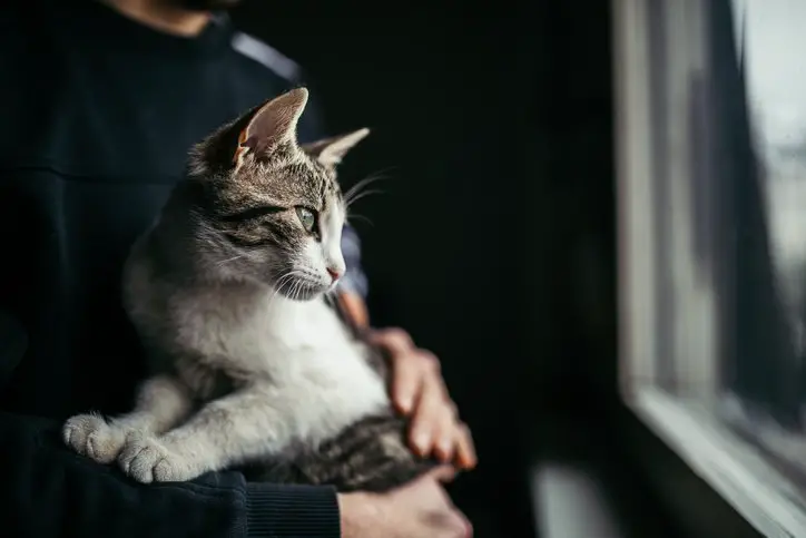 cat sat in owners arms looking through a window