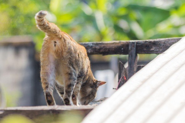 cat sanding withbottom towards camera