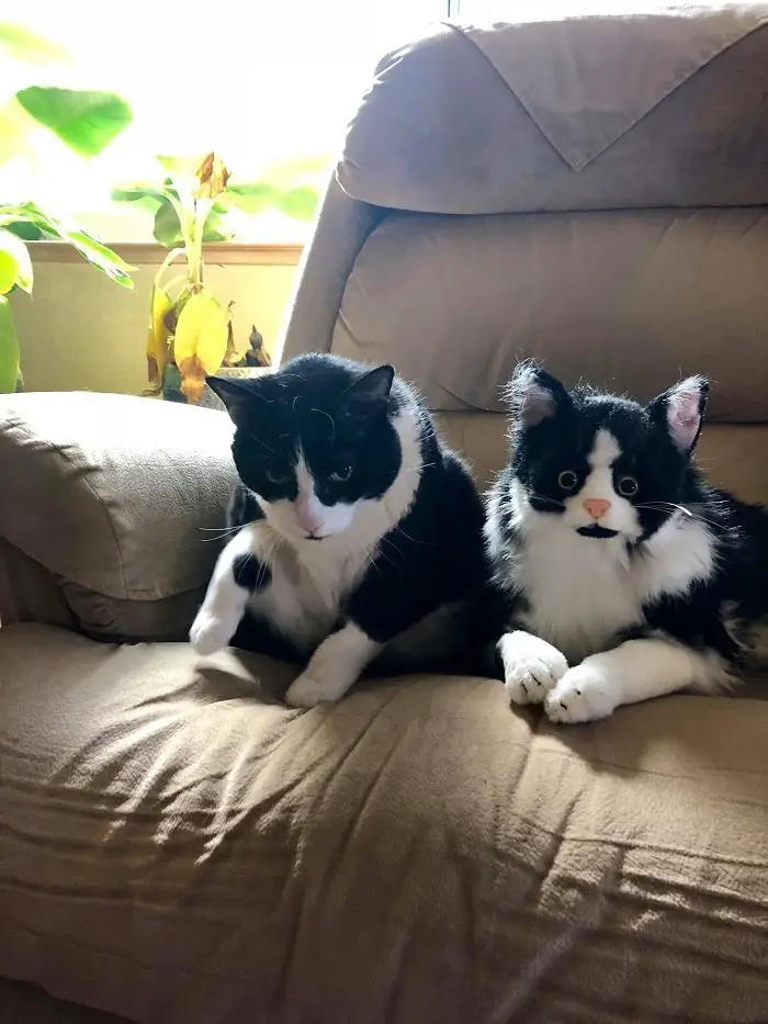 two black and white cats sat on sofa