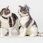 mypetsies