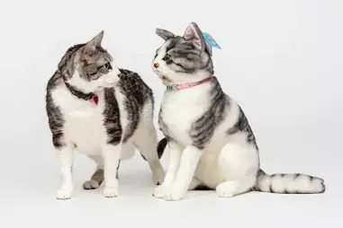 A Guide To Cat Proofing Your Furniture Tuxedo Cat A Guide To Cat Proofing Your Furniture Tuxedo Cat