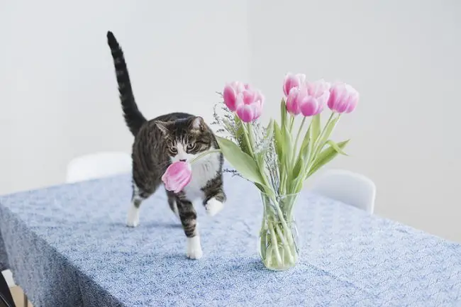 cat with orchids on a kitchen table