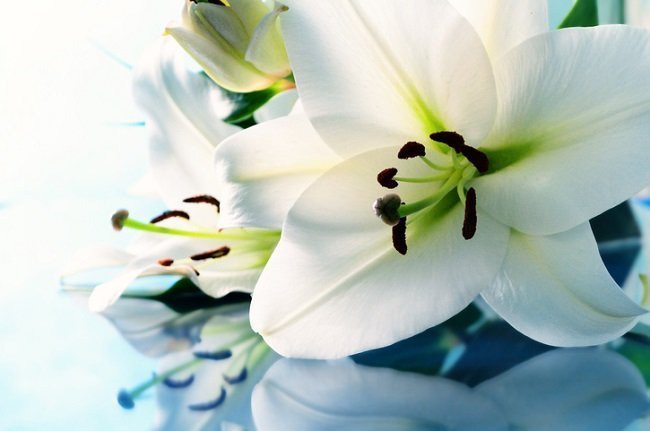 close up of a white lily