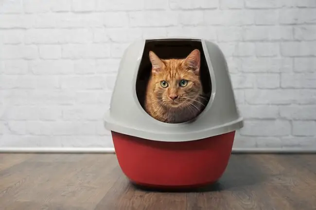 ginger cat urinating in a litter box