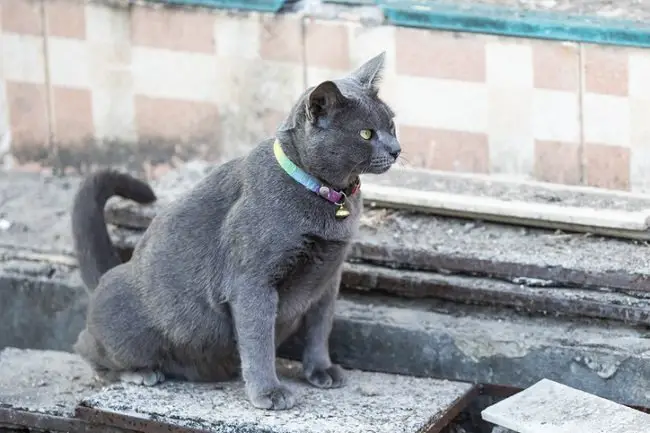 gray cat marking territory