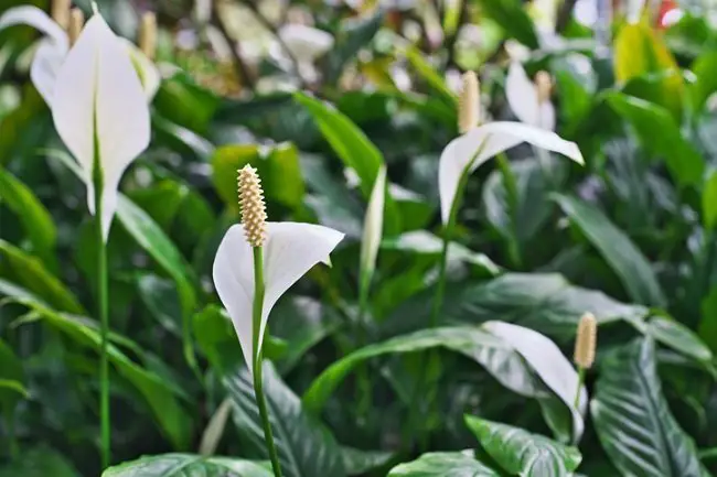 japanese peace lilies
