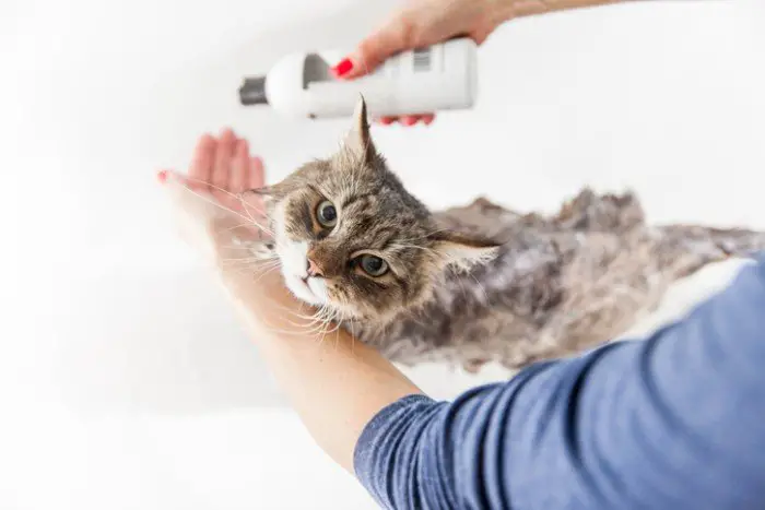 siberian cat having a bath