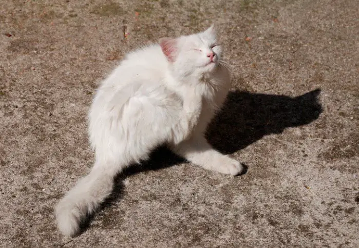 white cat with fleas