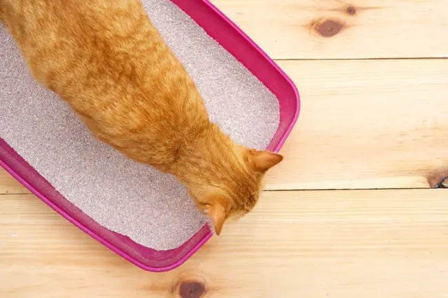ginger cat using litter box
