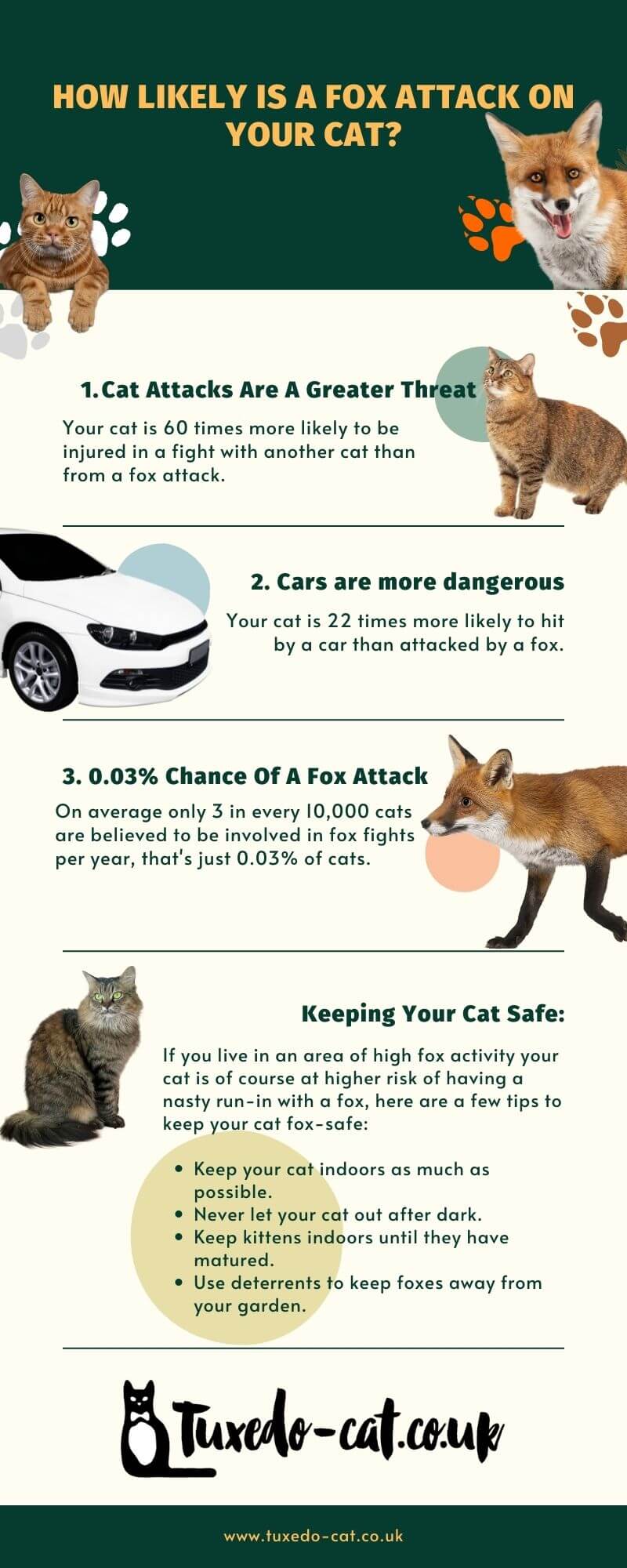 Do Foxes Eat Cats? How Much Of A Danger Are They? Tuxedo Cat
