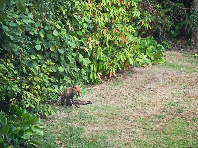 urban fox in domestic garden